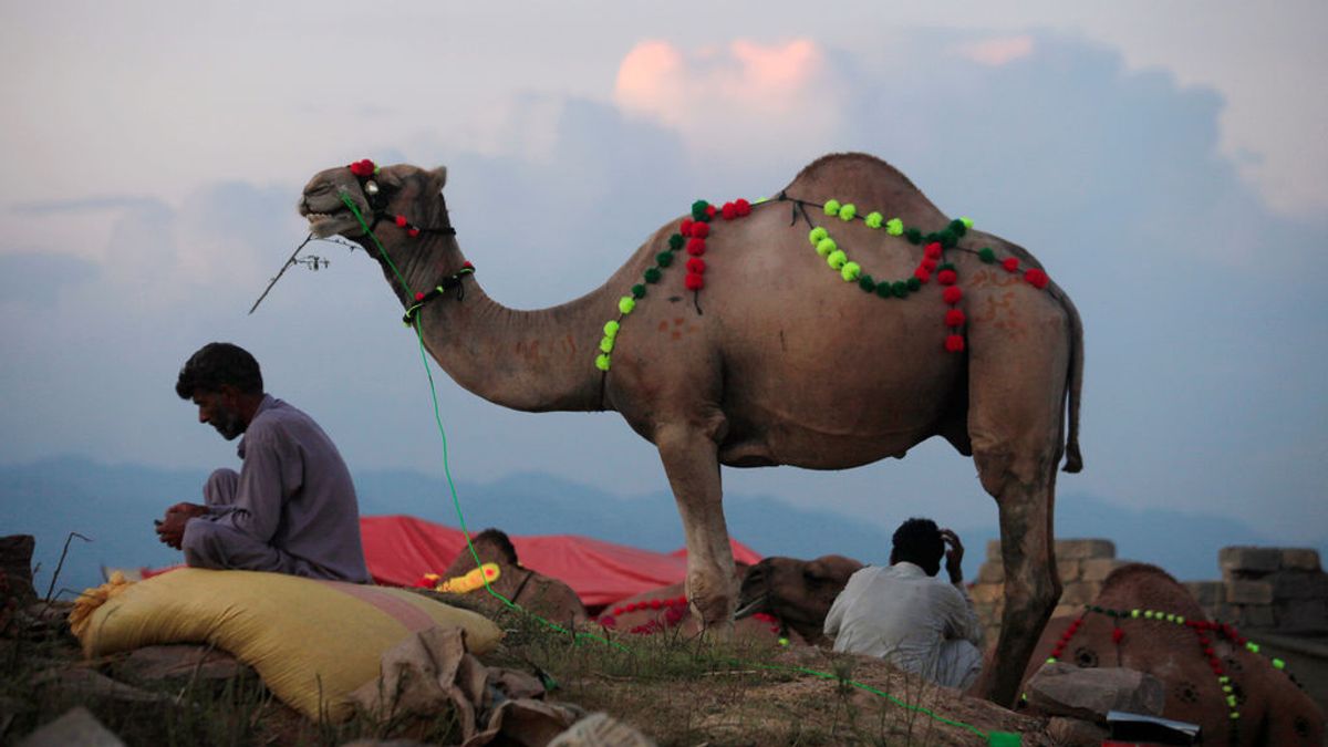 Un mercader espera a vender su camello a los clientes en un mercado ambulante