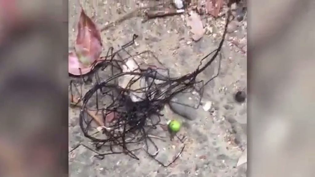 Hallan una extraña criatura en Taiwán