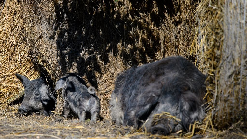 Cerdos mangalica en Podersdorf