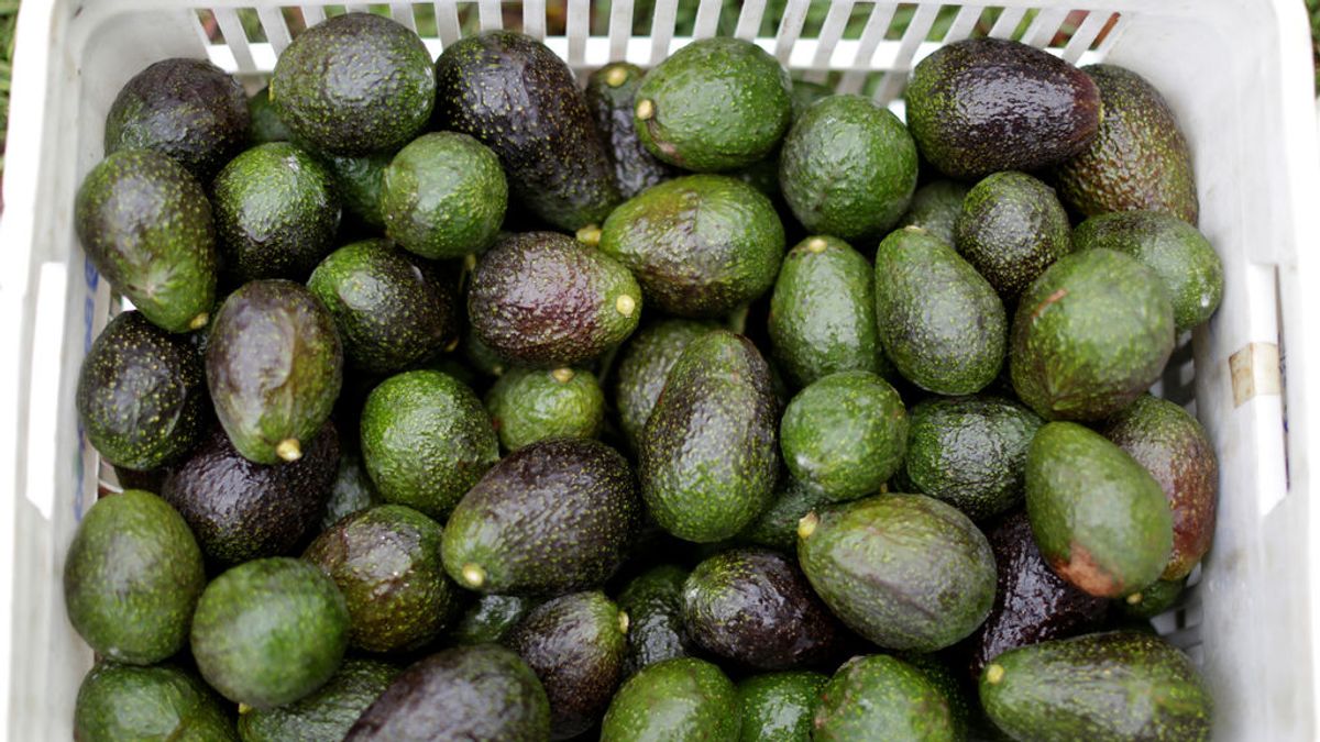 Robos masivos de aguacates en Nueva Zelanda para venderlos en Facebook