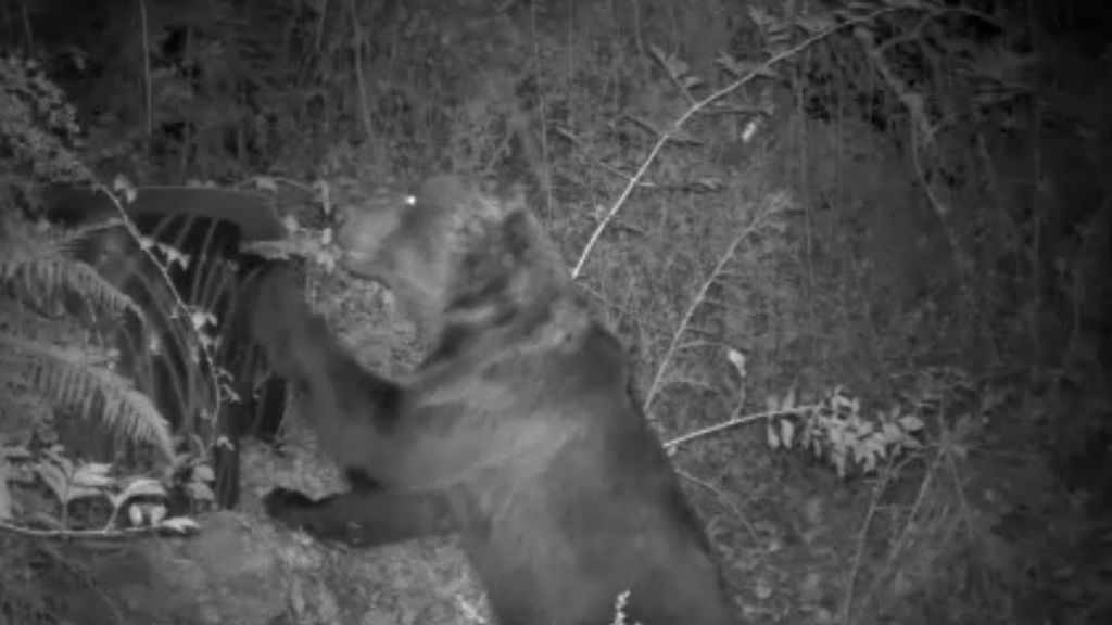 El oso Aurelión, un vecino más de Coañana