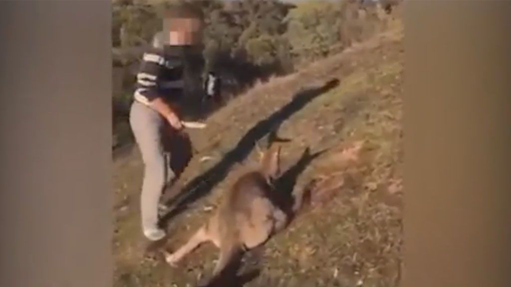 Detenido por degollar a un canguro y compartir las imágenes en las redes sociales