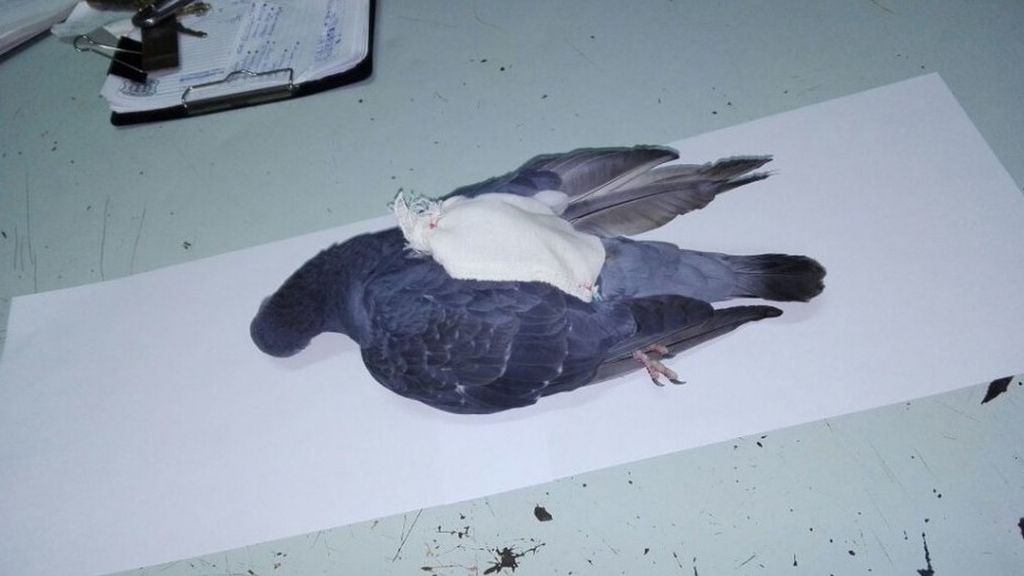 Atrapan en Argentina a una ‘narcopaloma’ que transportaba droga a una cárcel