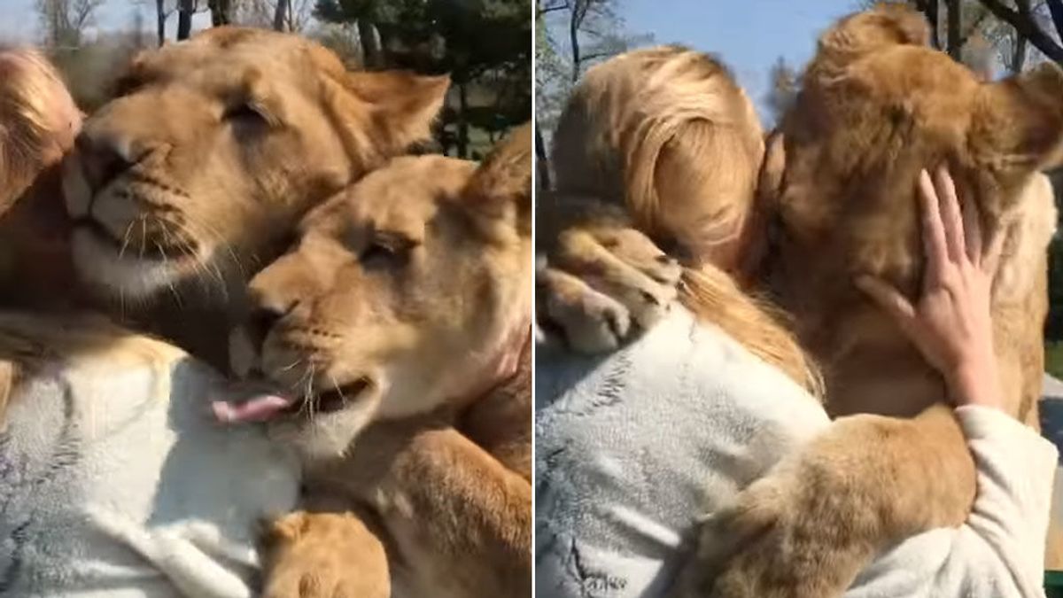 El abrazo de unas leonas a su cuidadora que te emocionará