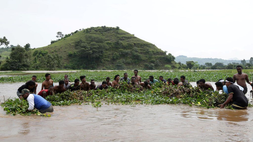 Hombres remueven manualmente jacintos acuáticos de agua dulce en el río Tana