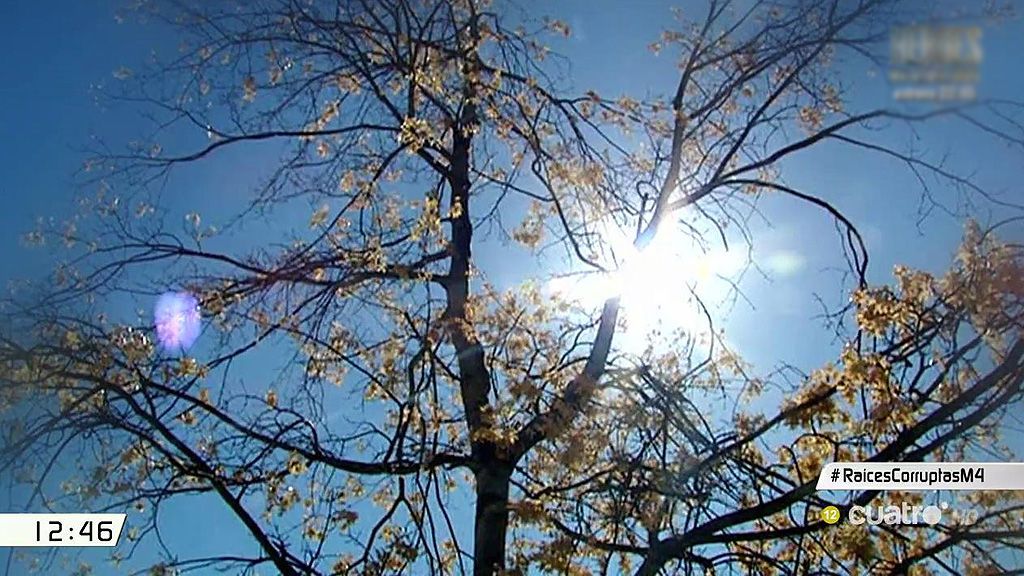 Pozuelo tala el roble de la Gürtel que costó 104.000 euros en 2006