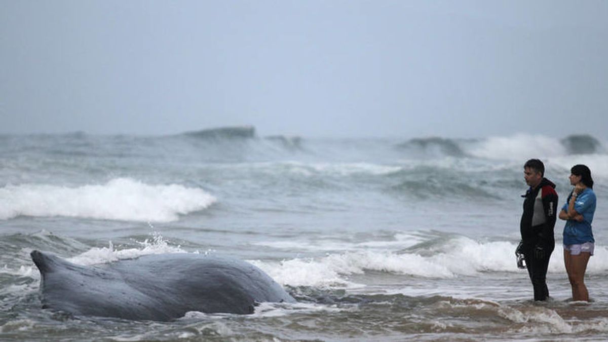 La NASA descubre la causa de las muertes de las ballenas y cachalotes varados