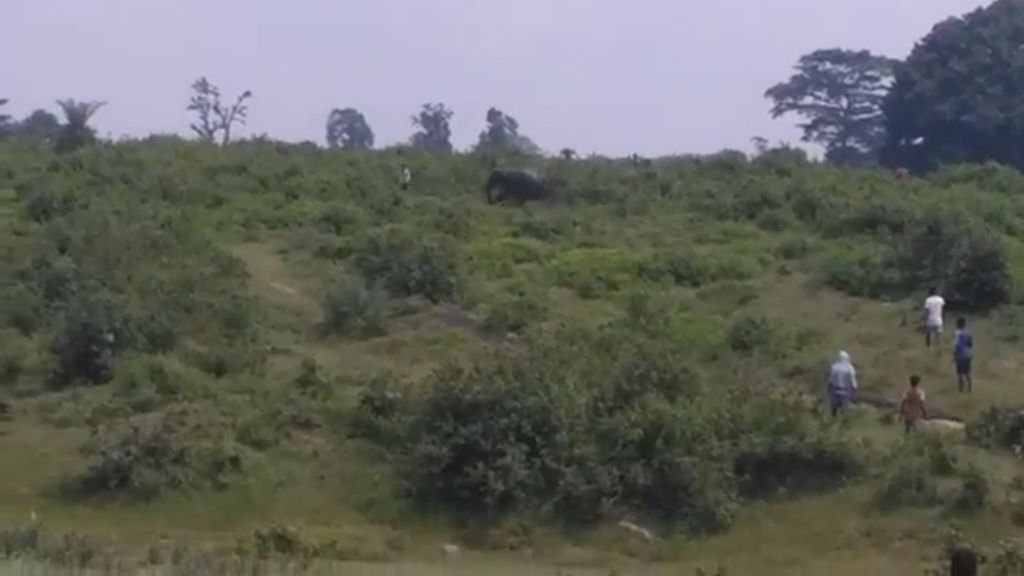 El trágico final de un intento de selfi con un elefante en la India