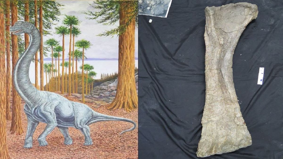 Identificado en Soria un nuevo saurópodo de más de 13 metros de longitud