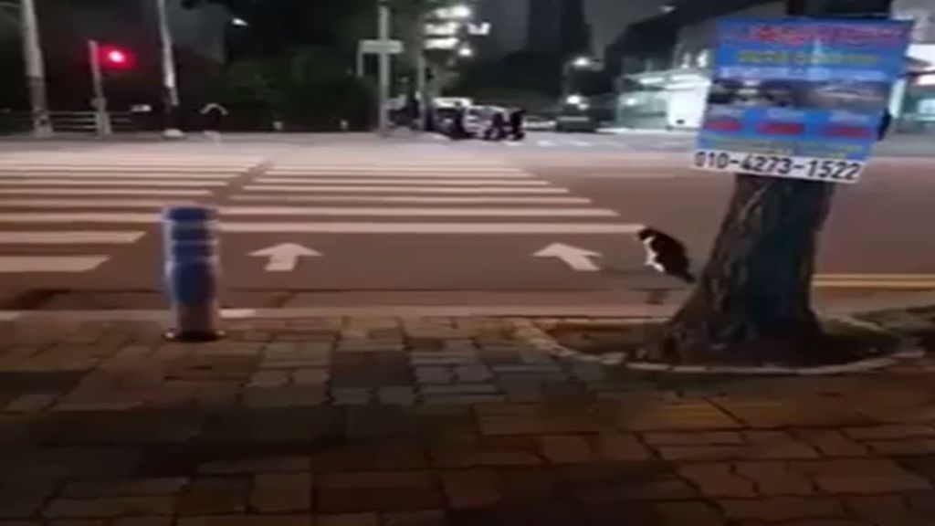 Este gato coreano espera a que el semáforo esté en verde para cruzar la calle