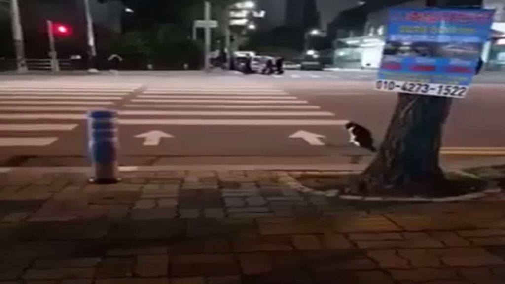 Este gato coreano espera a que el semáforo esté en verde para cruzar la calle