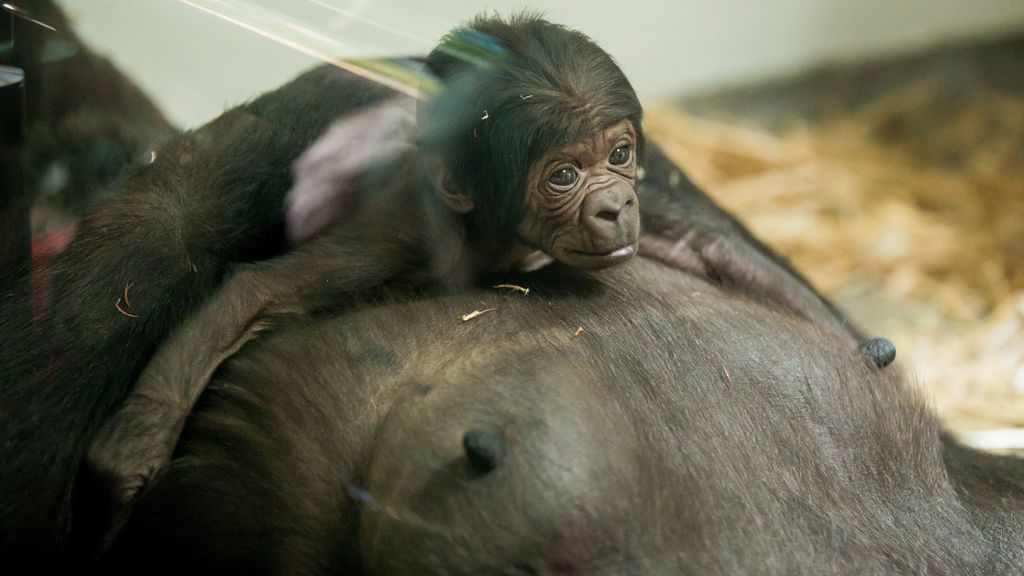 Nace una cría de gorila en el zoo de Taronga de Sydney