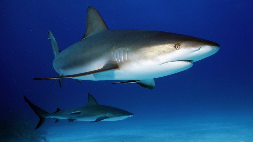 Descubren que guardaba 10 tiburones en un sótano de una casa de Nueva York