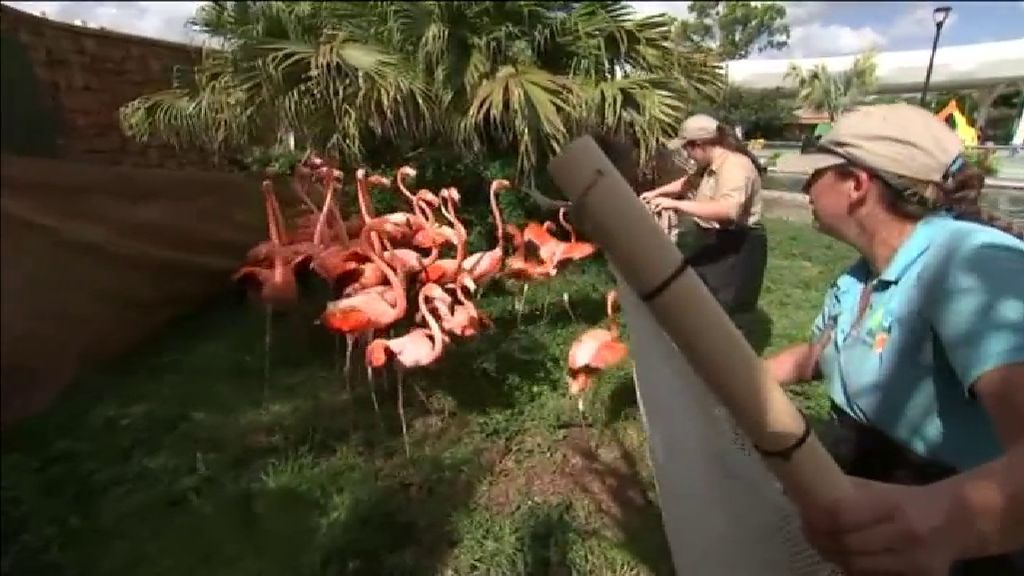 El Zoo de Miami guarece a sus animales ante la llegada del huracán Irma