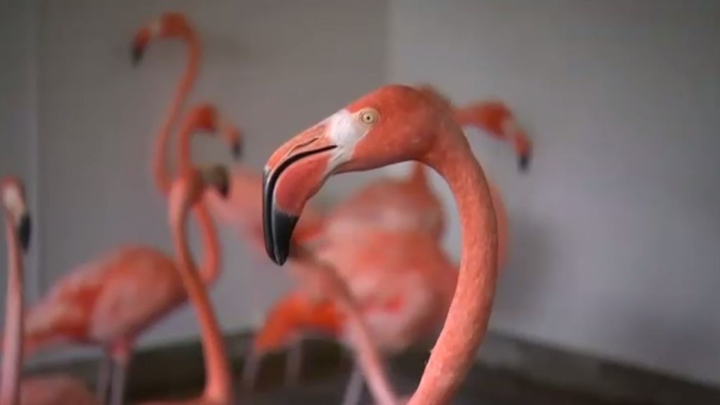 El zoo de Miami protege a sus animales del huracán Irma