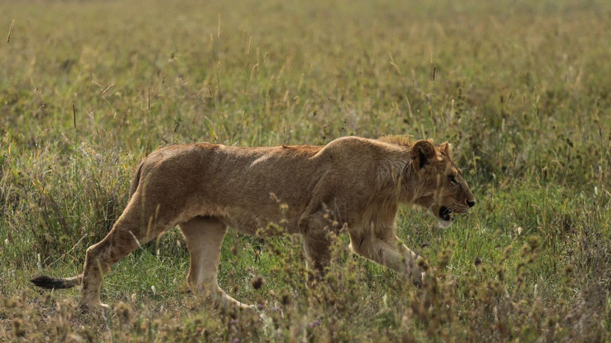 Buscan a cinco leones avistados a las afueras de Johannesburgo