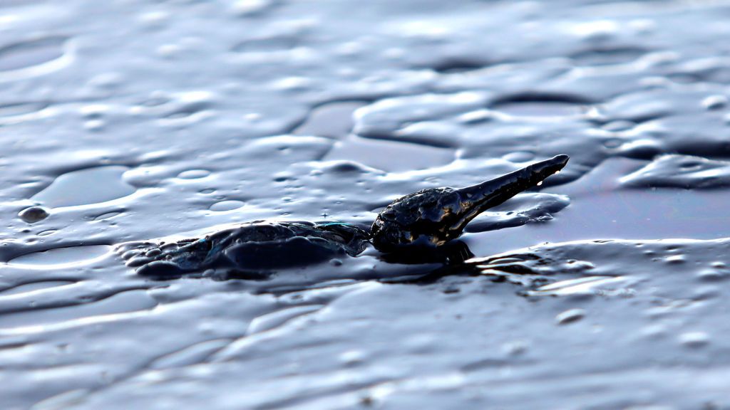 Un pájaro recubierto de petróleo intenta mantenerse a flote en las costas de la isla de Salamina