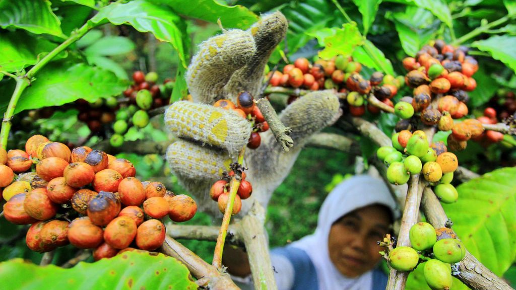 El calentamiento global amenaza al café y las abejas pueden salvarlo