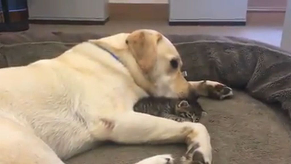 Un perro adopta a una gata abandonada y se vuelven inseparables
