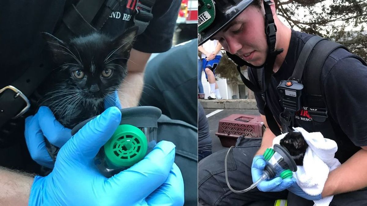 La tierna imagen de un bombero que rescata a una cría de gato