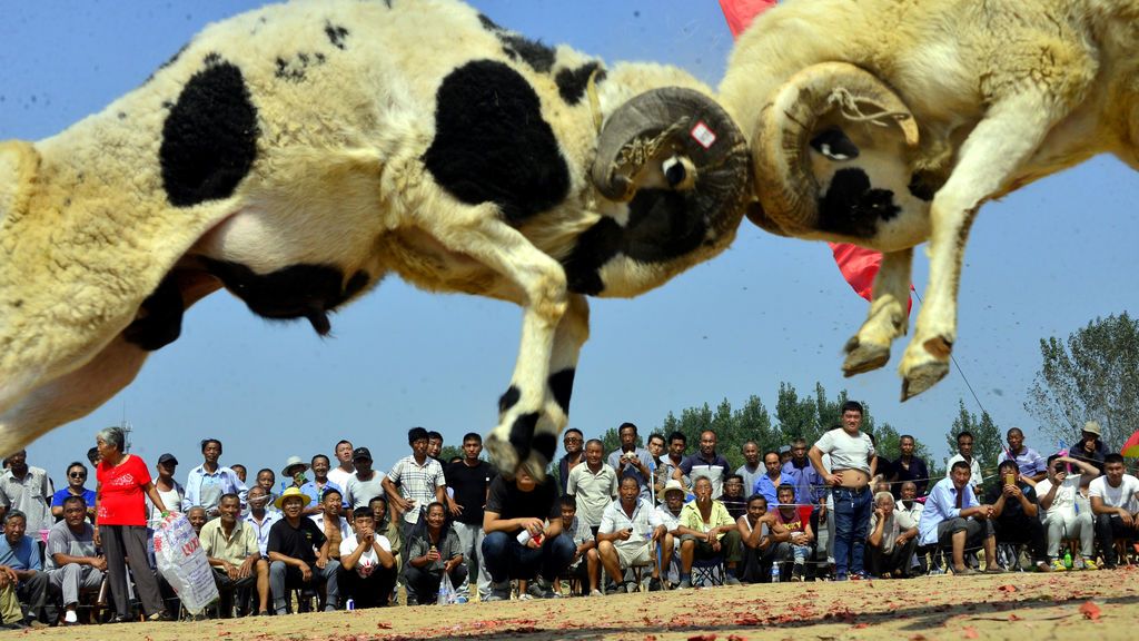 Controvertido espectáculo de lucha de ovejas