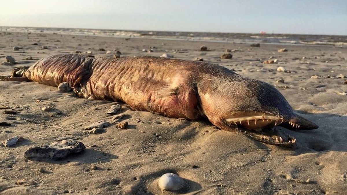 El inquietante monstruo marino que ha aparecido en una playa de Texas tras el paso del huracán Harvey