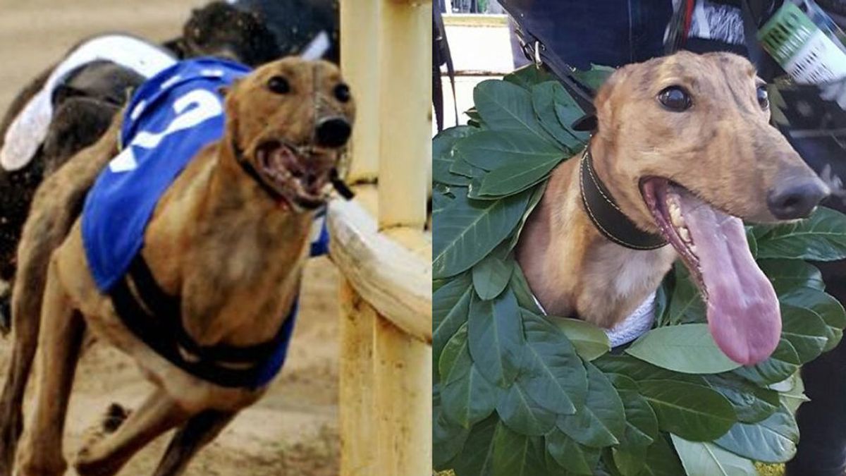 El perro de carreras campeón de Irlanda da positivo por cocaína