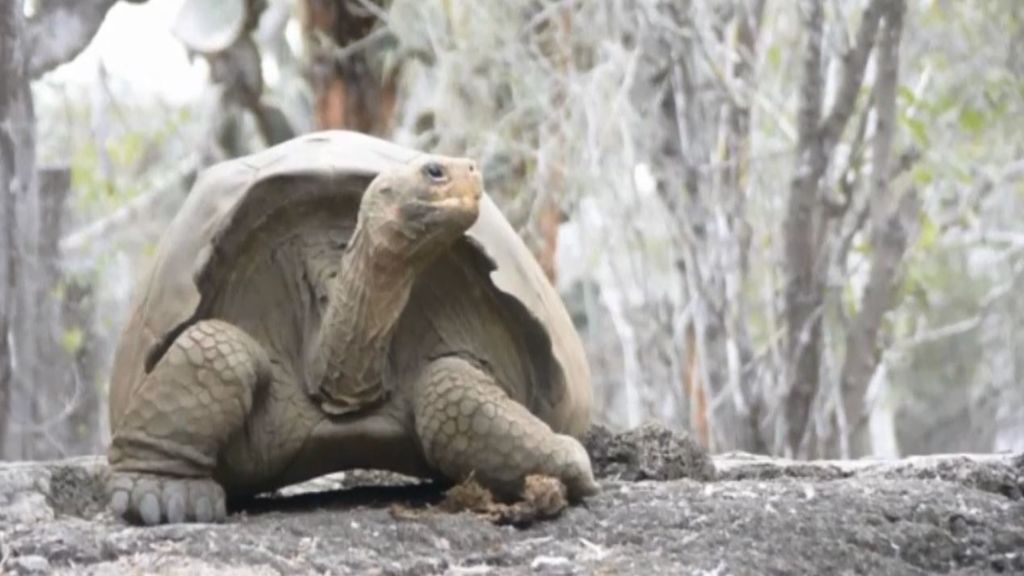 ¡Buenas noticias! Tras 150 años, las tortugas extintas de las Galápagos pueden recuperarse