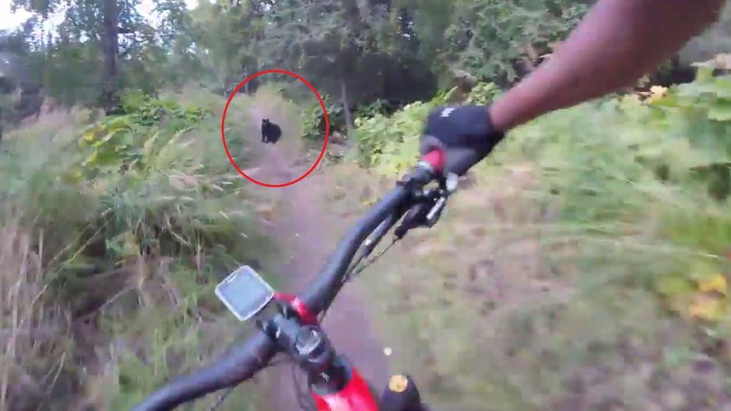 Impactante momento en el que un ciclista se topa con un oso