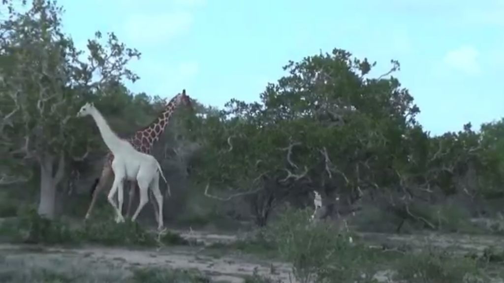 ¿Sabías que existen las jirafas blancas?