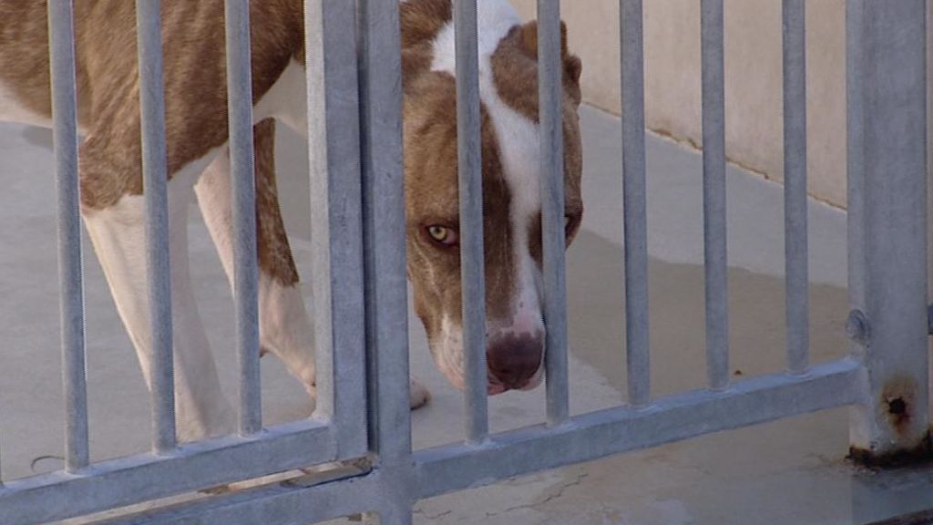 La Ley de Sacrificio Cero satura las perreras de Madrid