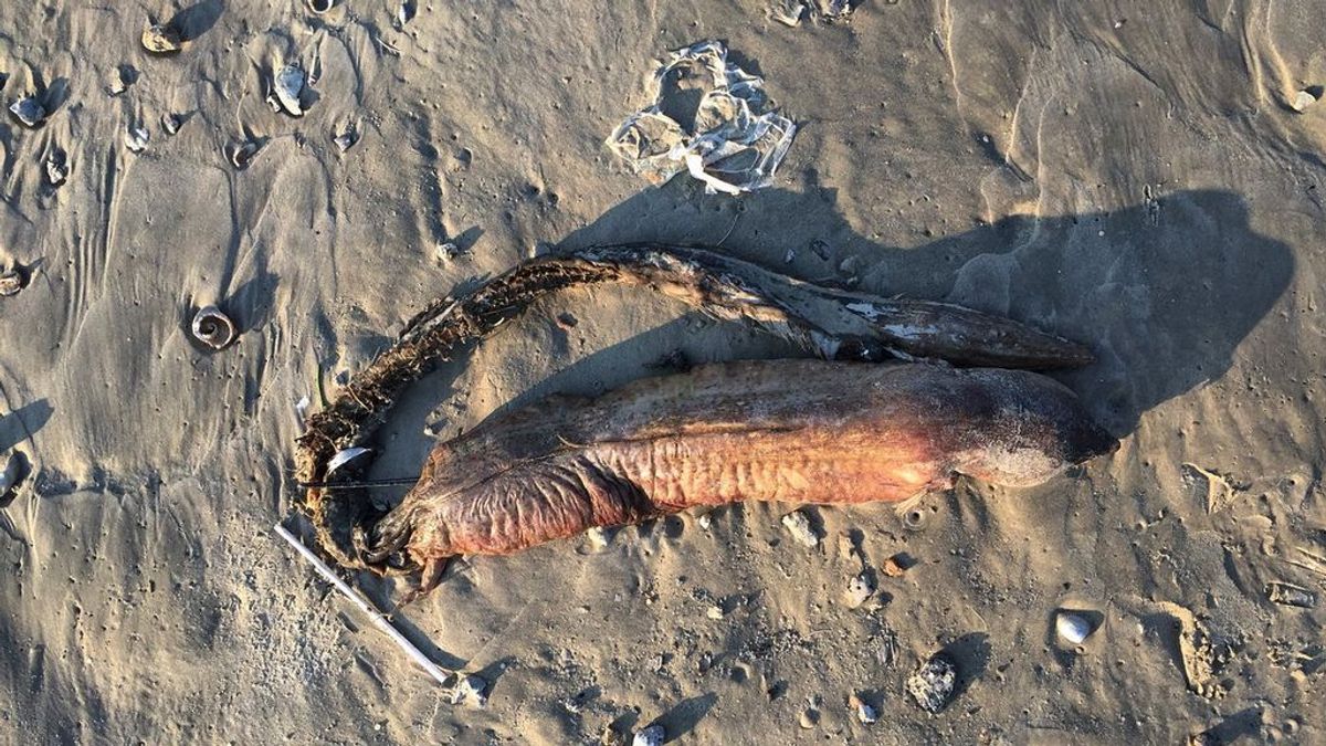 El extraño monstruo marino aparecido tras el paso de Harvey ha sido identificado