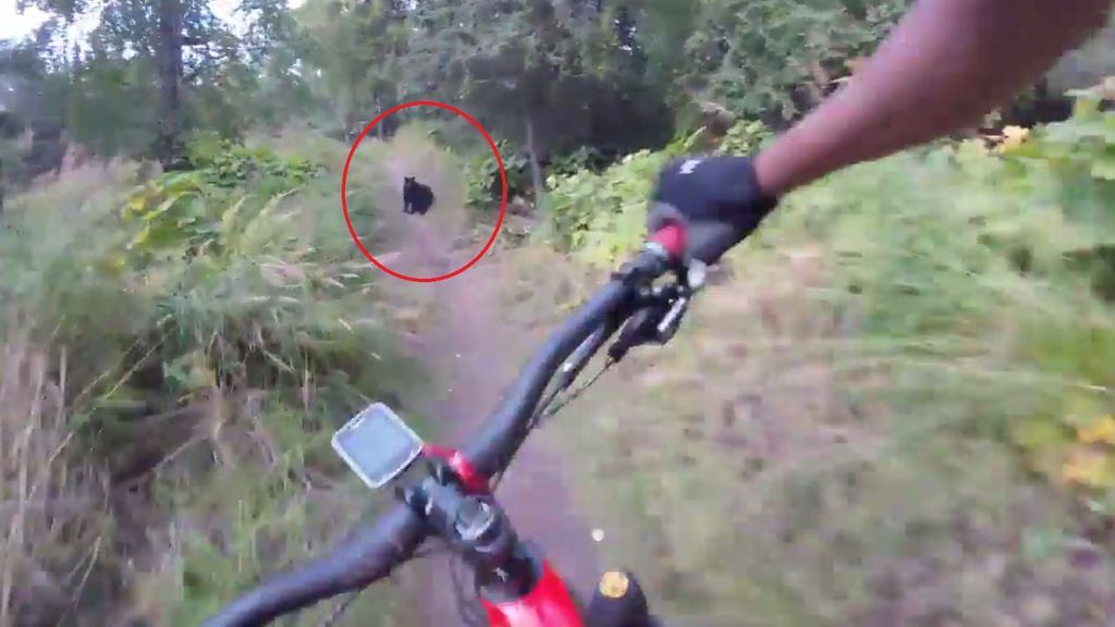 Impactante momento en el que un ciclista se topa con un oso