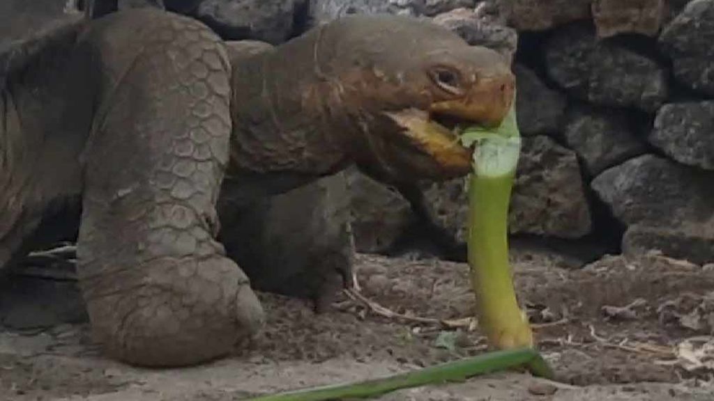 La  tortuga de Floreana podría recuperarse en las Galápagos después de 150 años