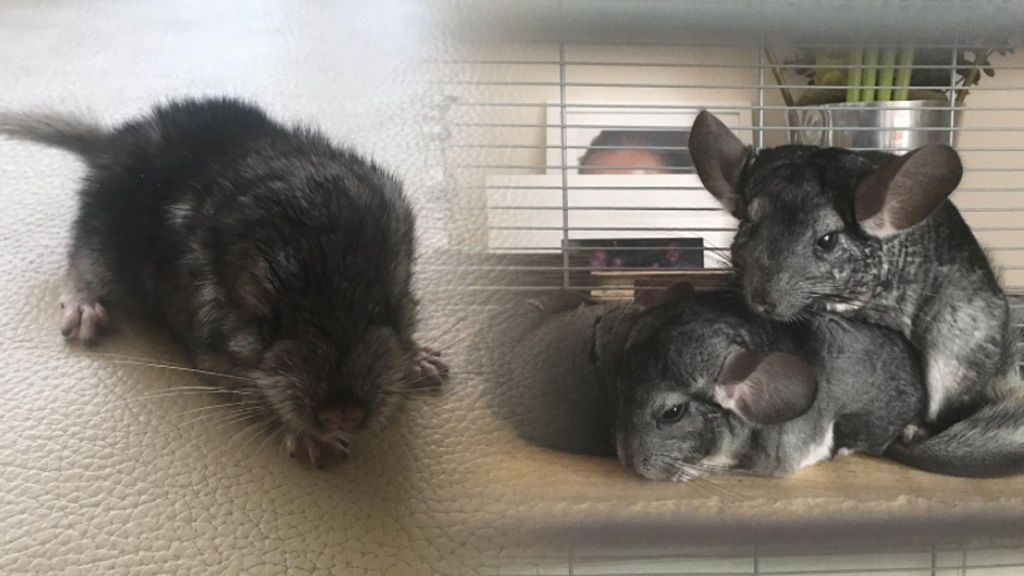 ¡Adorables! María Patiño nos cuenta como crece su familia de chinchillas 😍