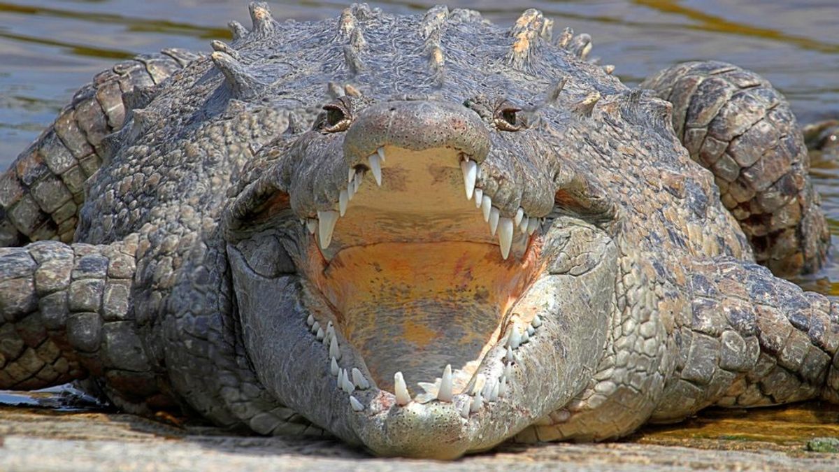 Un cocodrilo mata a un periodista británico mientras se lavaba las manos en una laguna