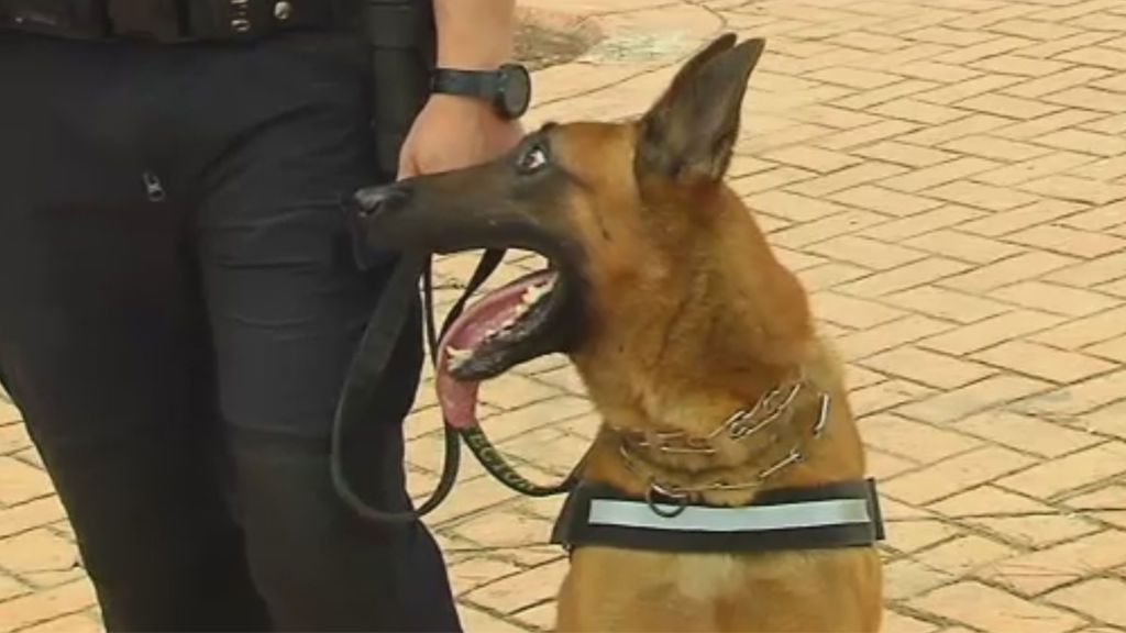 Urko, el perro policía que recibe amenazas de muerte de los vecinos de Paterna