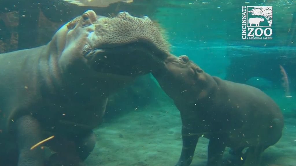 Un pequeño hipopótamo enfermo del zoo de Cincinnati se reencuentra con su familia