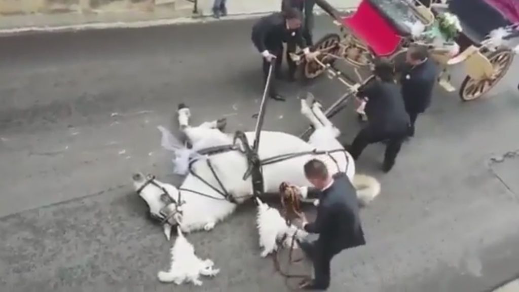 Duras imágenes: un caballo cae exhausto cuando tiraba de una calesa en Sicilia