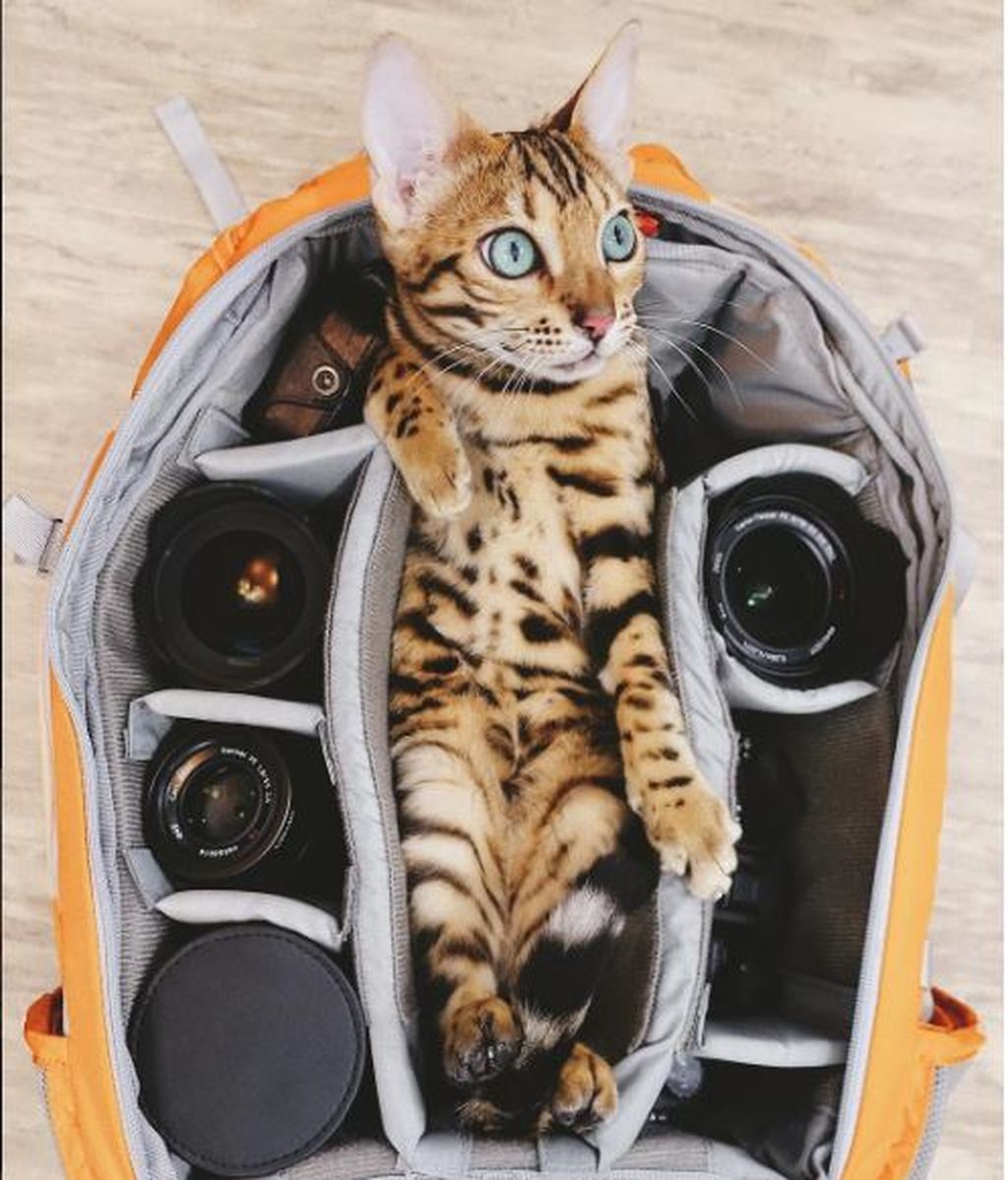 Suki, el gato aventurero que se ha recorrido Canadá