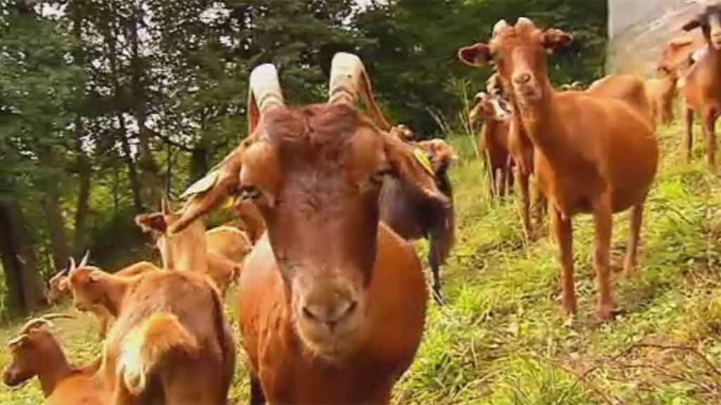 Ofrecen sus cabras para limpiar los montes a cambio de pasto