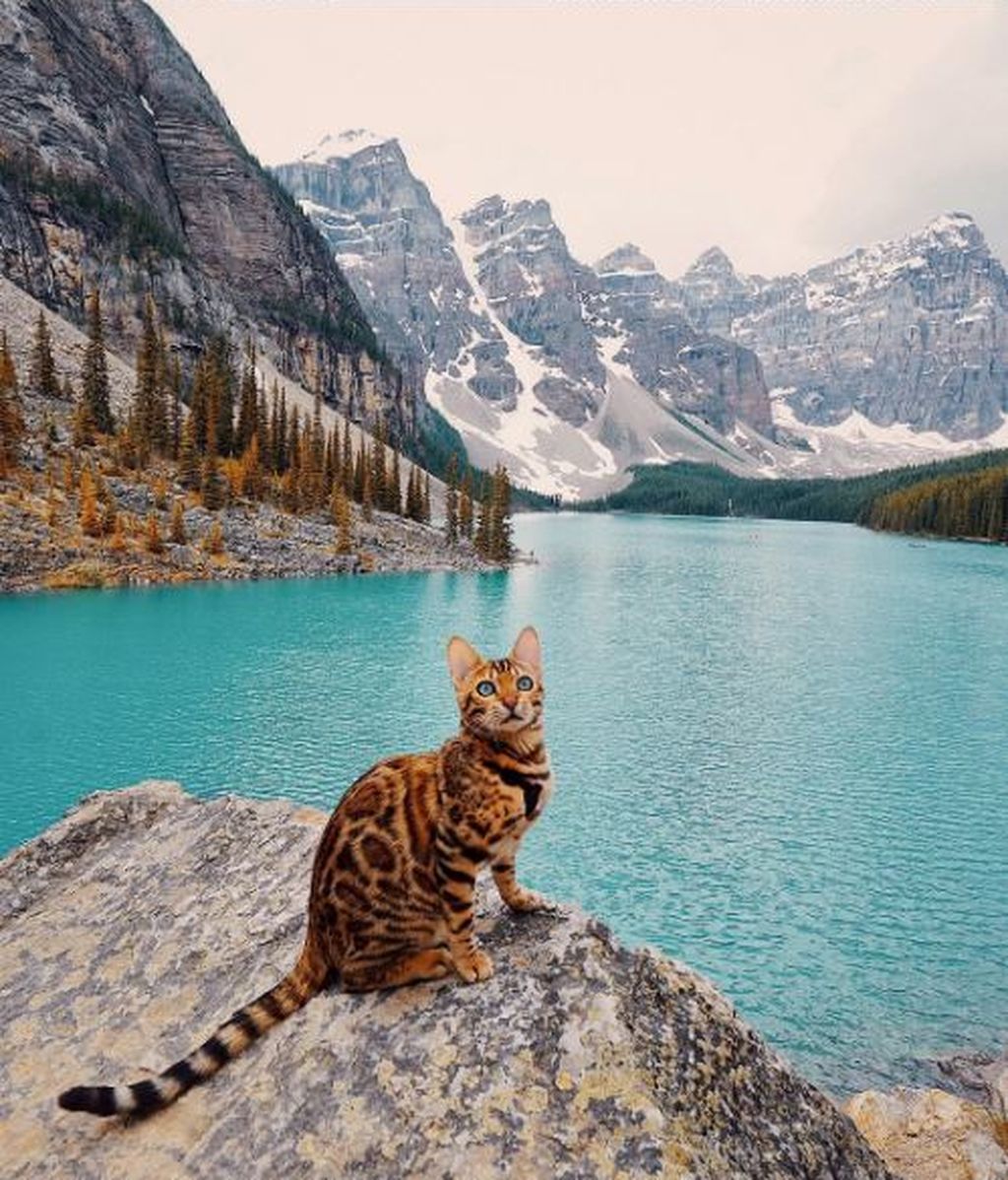 Suki, el gato aventurero que se ha recorrido Canadá