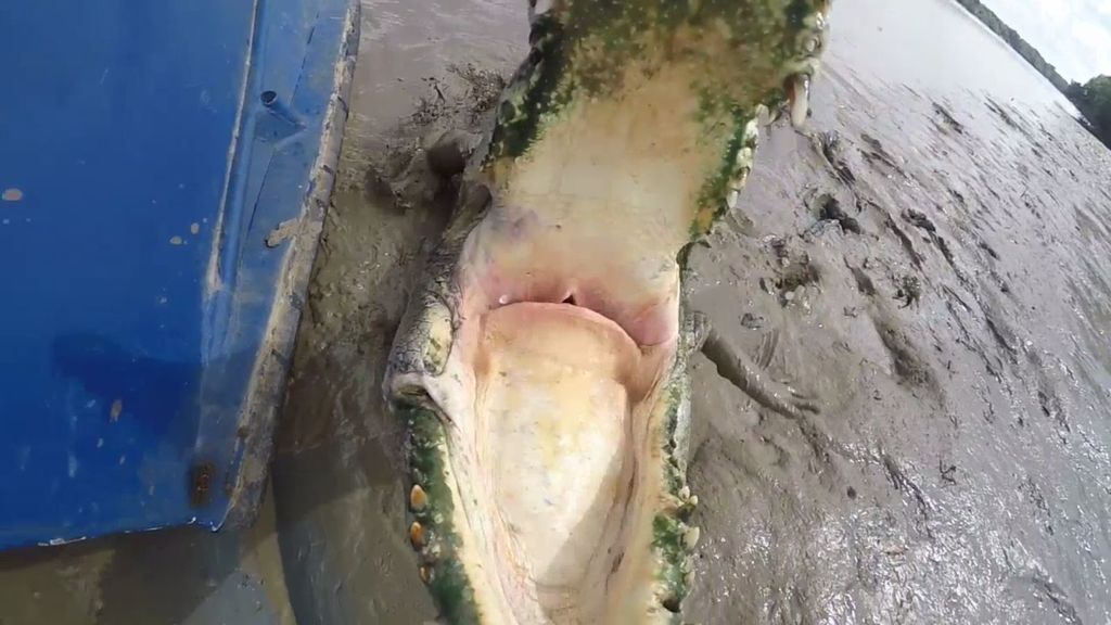 Una cámara captura el momento en el que  un cocodrilo trata de comérsela