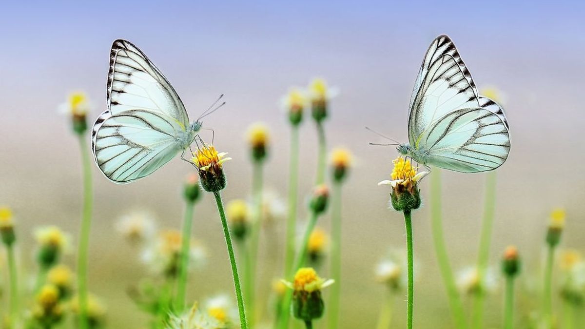 Nuevo descubrimiento: ¿qué hace que una mariposa tenga un color u otro?