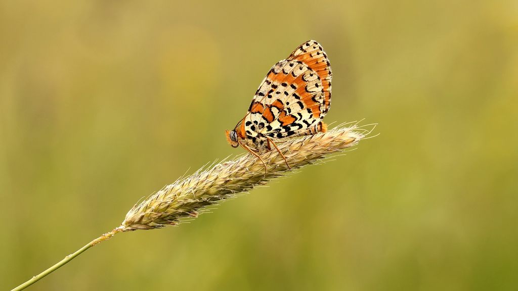 butterfly-1757511_1920