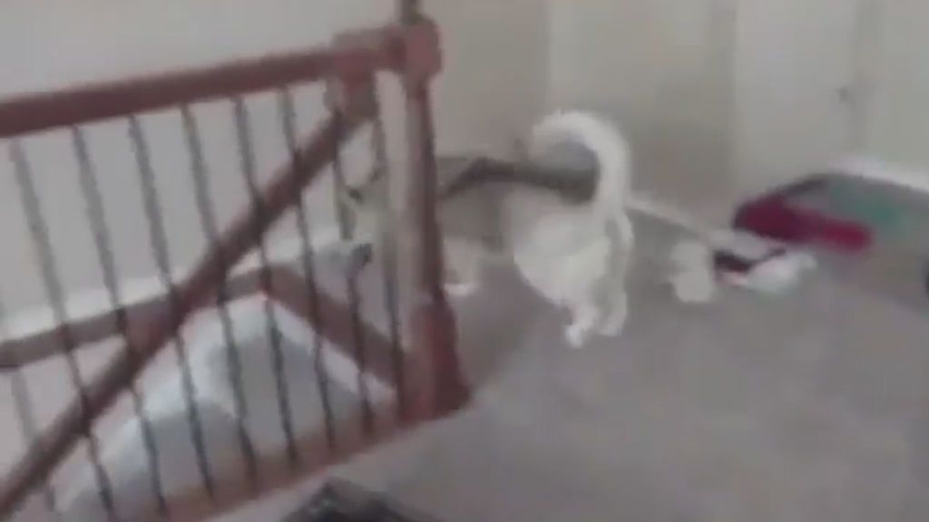 Un perro confundido en su nueva casa no sabe cómo tiene que bajar las escaleras