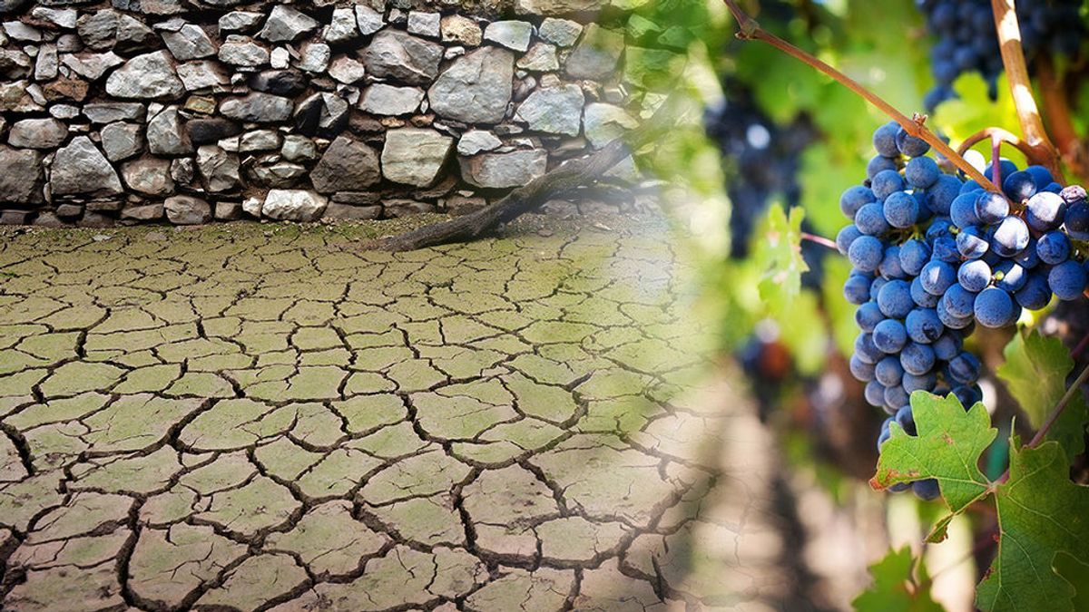 El vino del año que viene, amenazado por la sequía