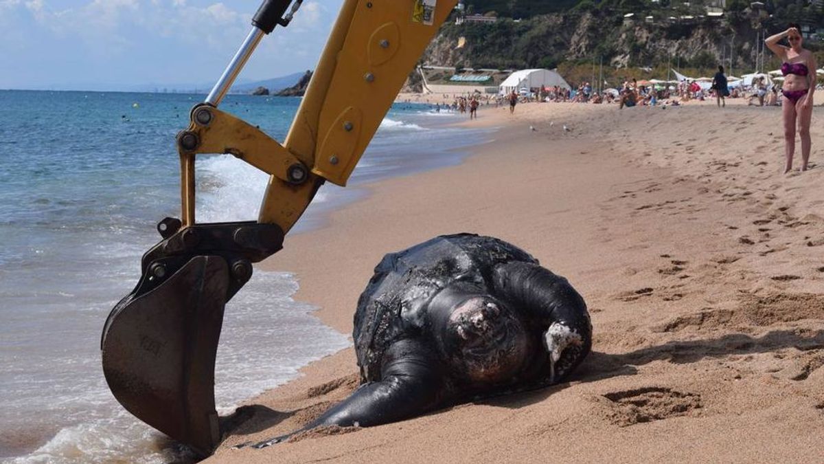 Una tortuga laúd de dos metros y 700 kilos  llega a la costa brava