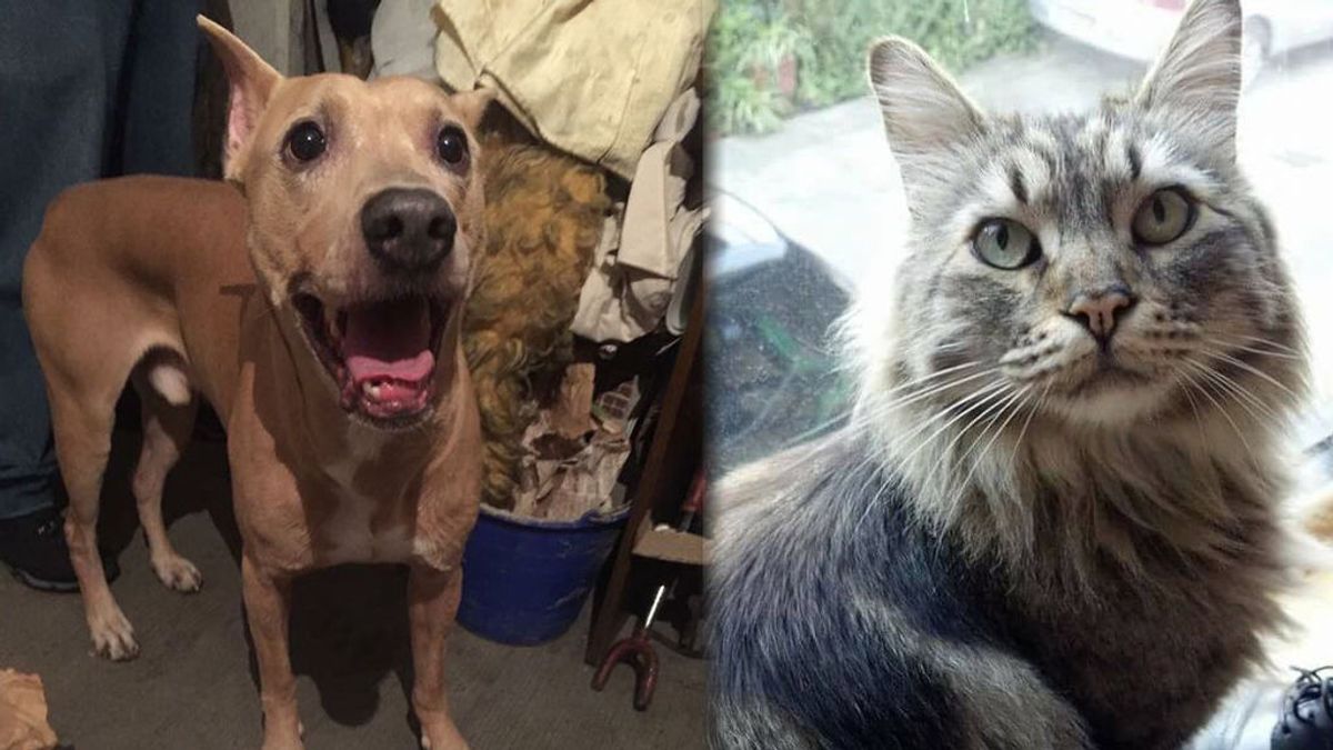 #PerroyGatoEncontrados: el movimiento ciudadano que está salvando a las mascotas tras el terremoto