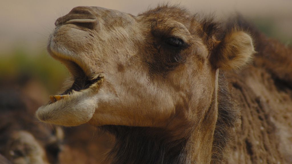 Un viaje por cinco regiones del mismo continente salvaje